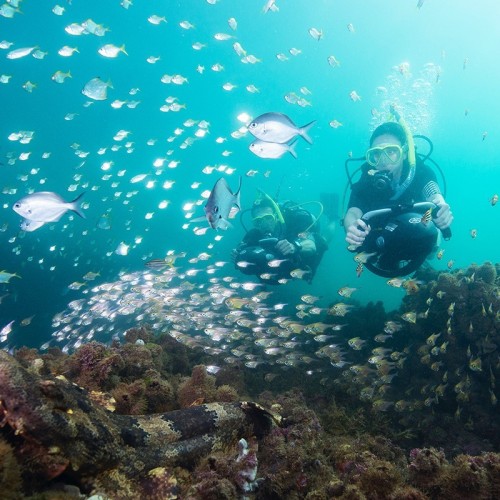 Scooter sous-marin Yamaha RDS280